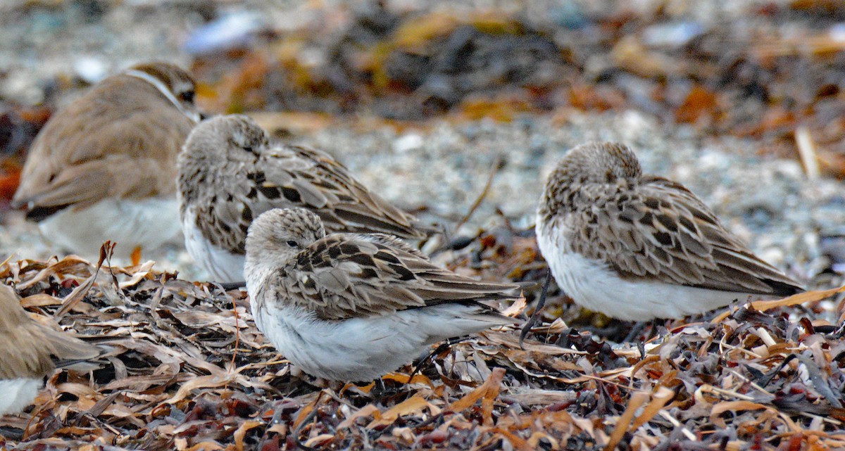 Semipalmated Sandpiper - Michael J Good