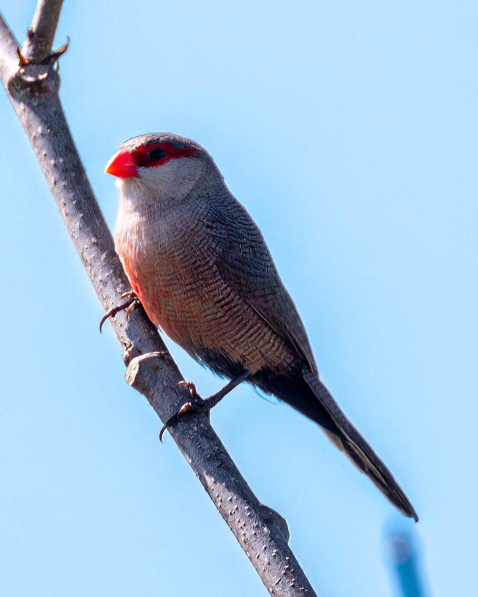 Common Waxbill - ML622051899