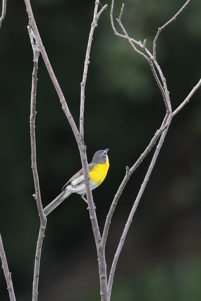 Yellow-breasted Chat - ML622051900