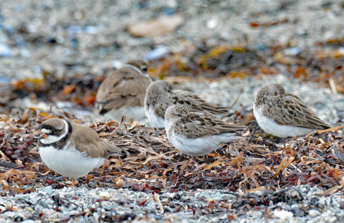 Semipalmated Plover - ML622051901