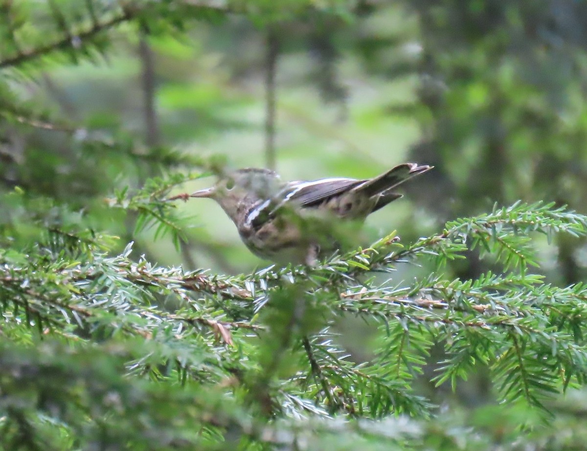 Black-and-white Warbler - ML622051903