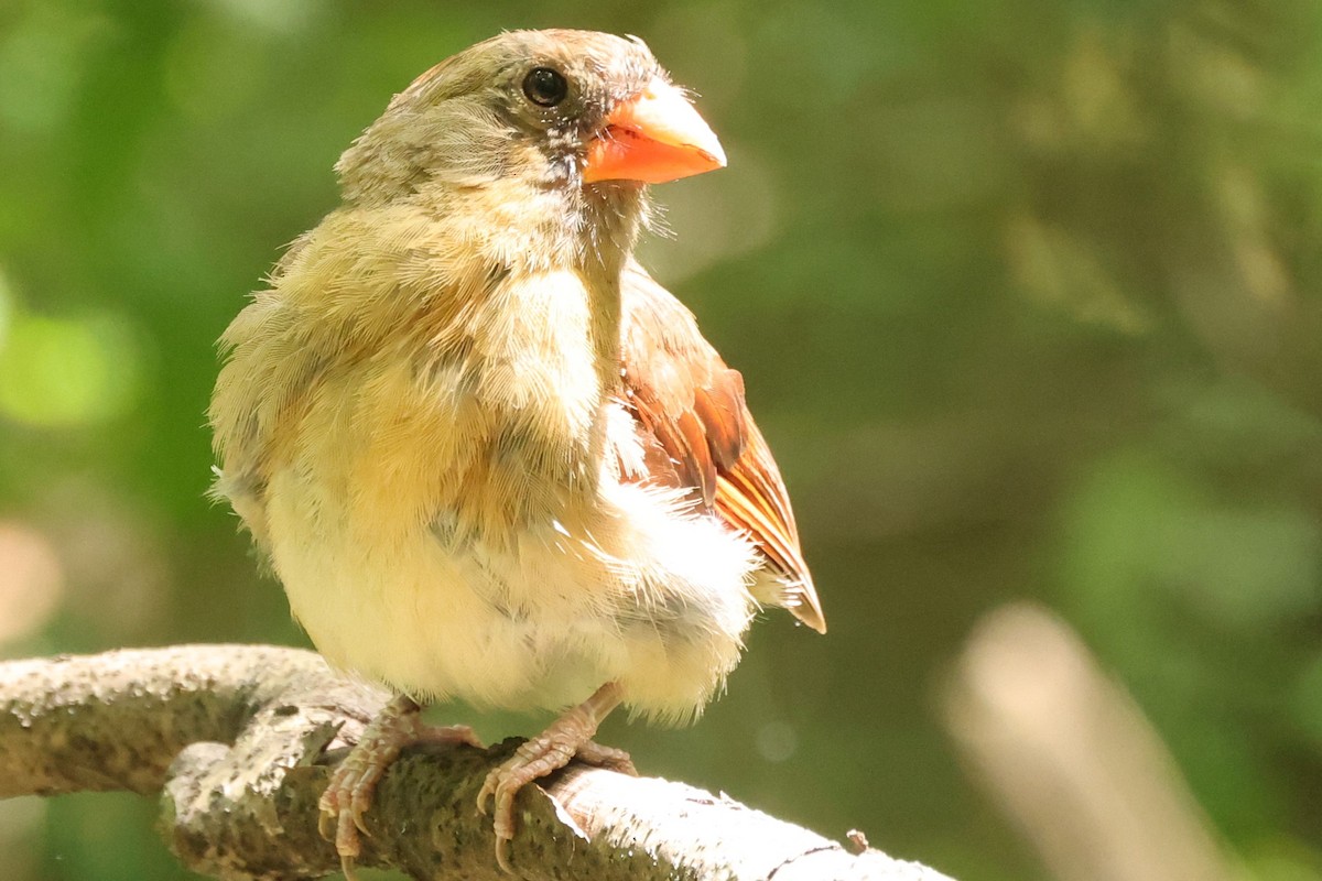 Northern Cardinal - ML622051904