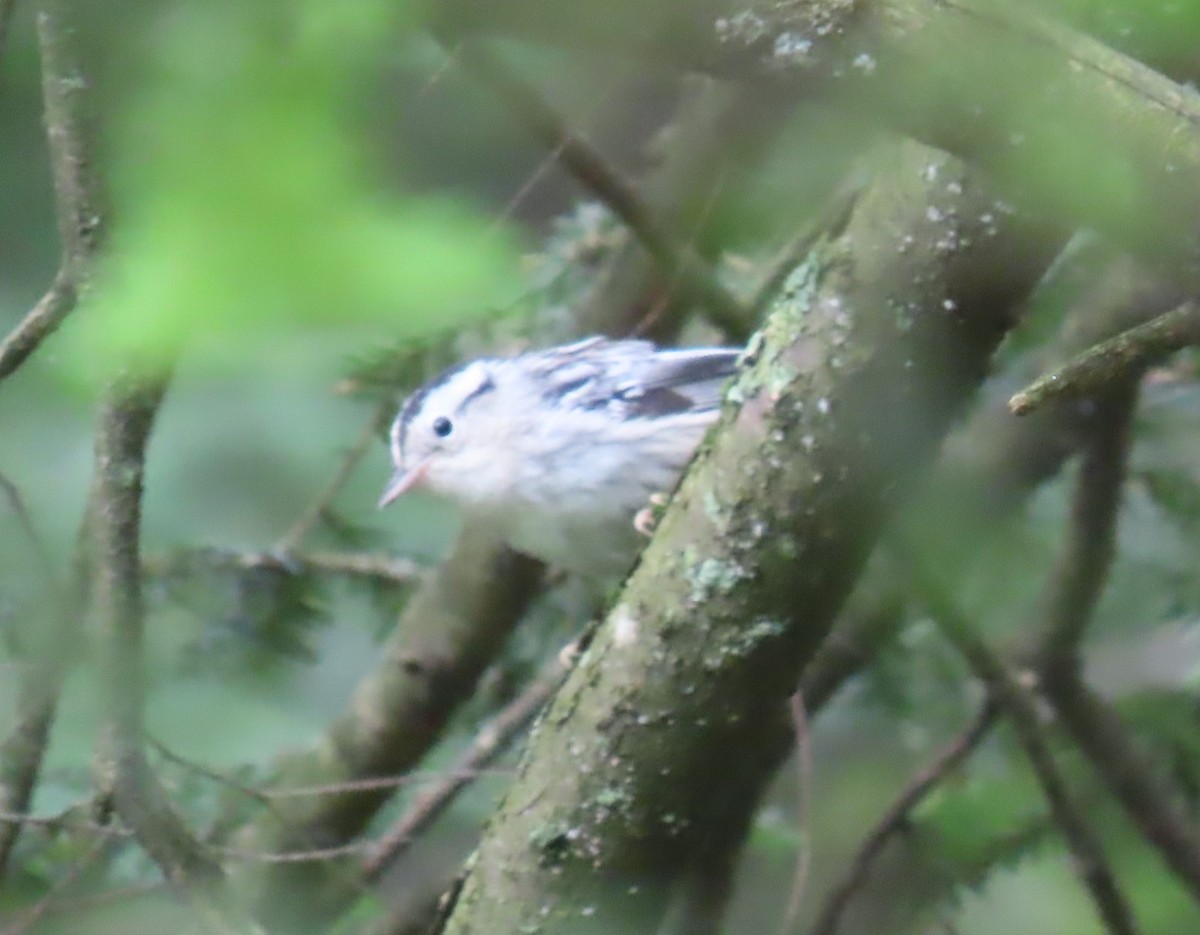Black-and-white Warbler - ML622051913
