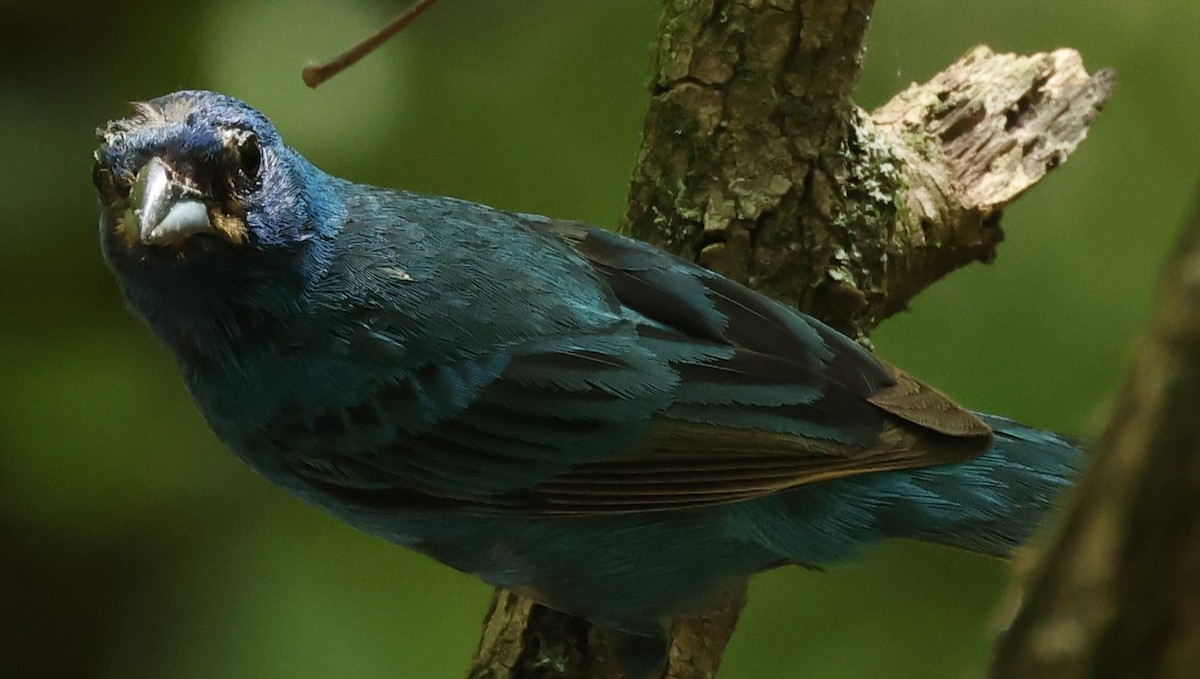 Indigo Bunting - ML622051914