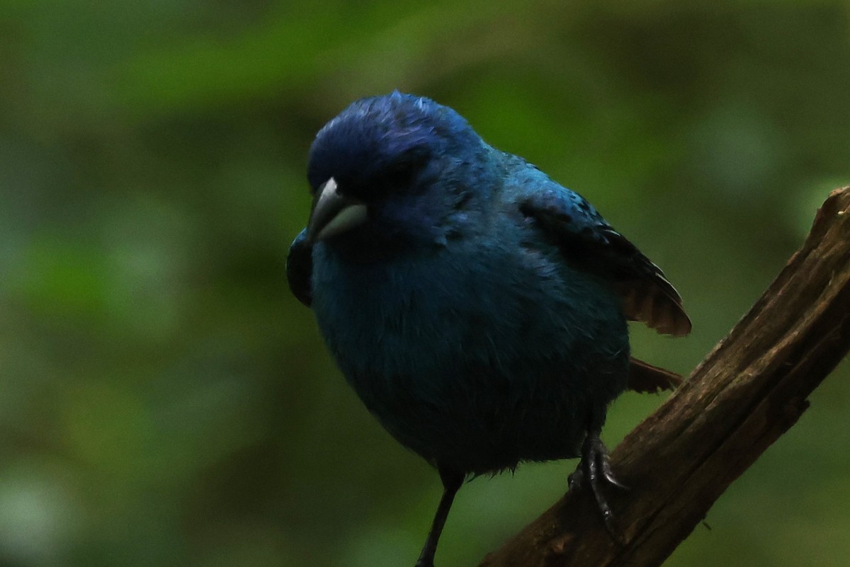 Indigo Bunting - ML622051915