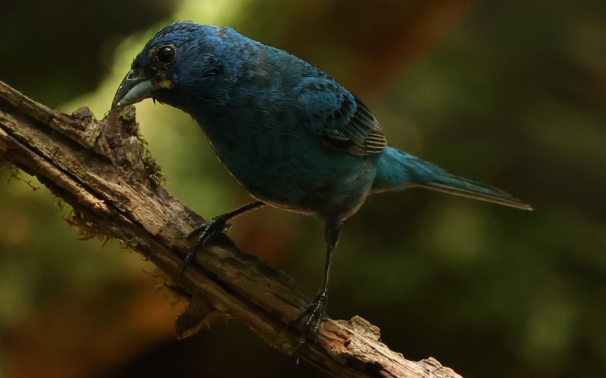 Indigo Bunting - ML622051916