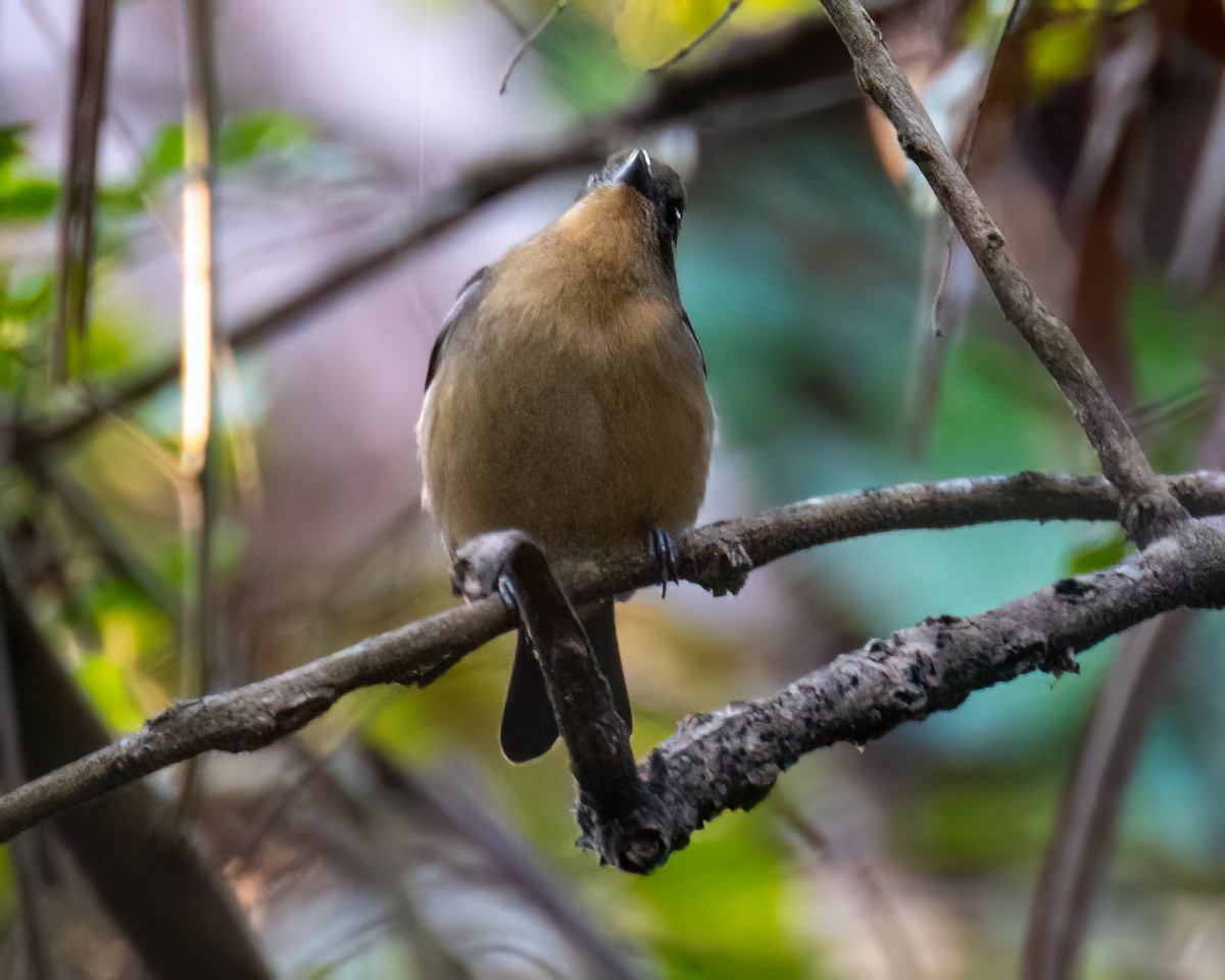 Black-goggled Tanager - ML622051917