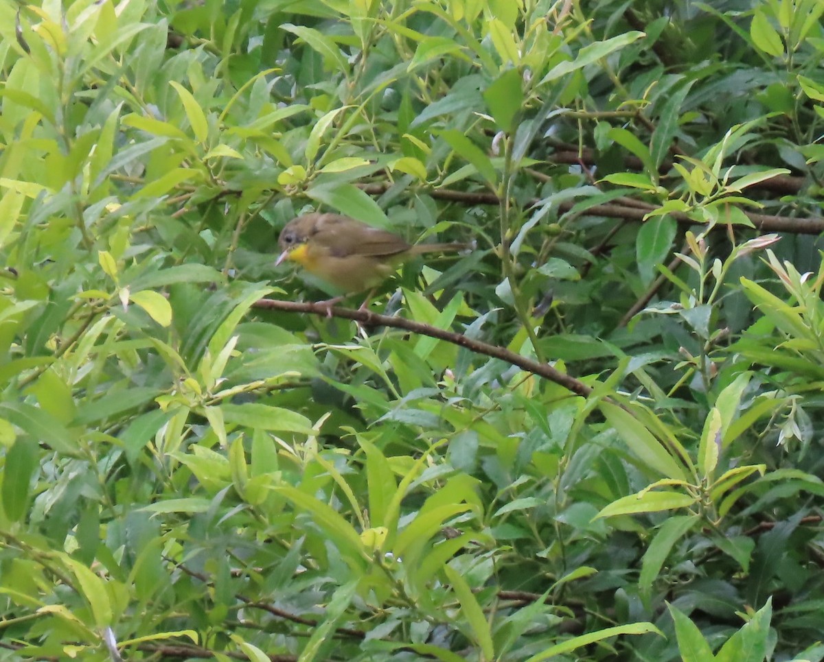 Common Yellowthroat - ML622051918