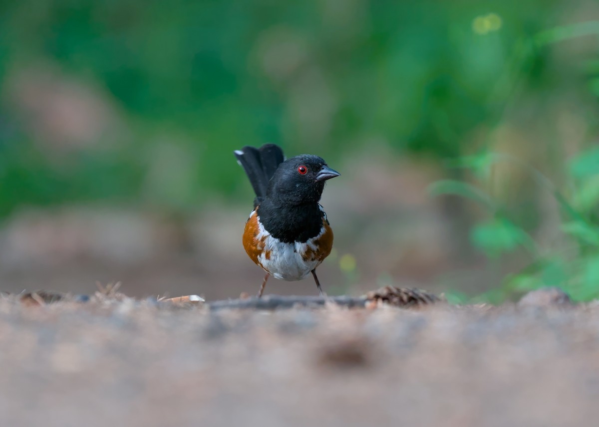 Spotted Towhee - ML622051919