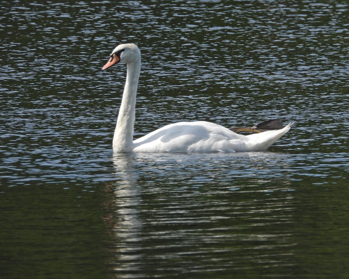 Mute Swan - ML622051920