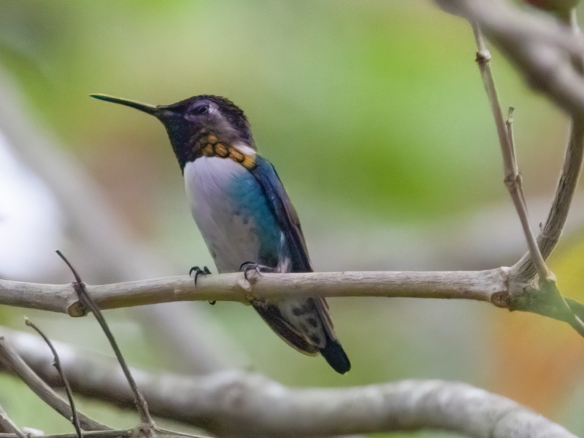 Bee Hummingbird - ML622051931