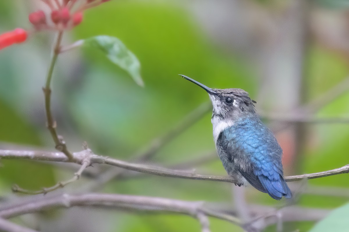 Bee Hummingbird - ML622051932