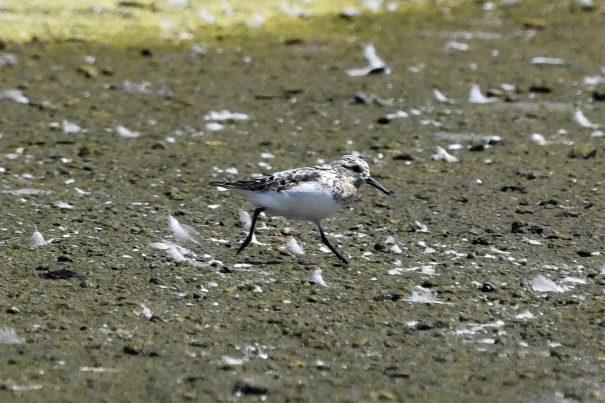 Sanderling - ML622051940