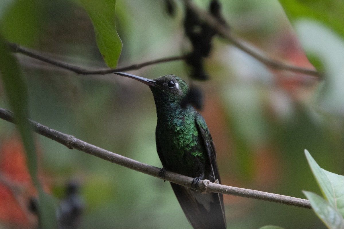 Cuban Emerald - ML622051943