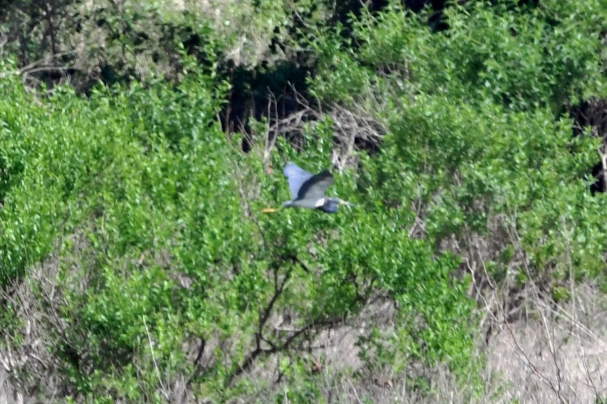 Tricolored Heron - ML622051959