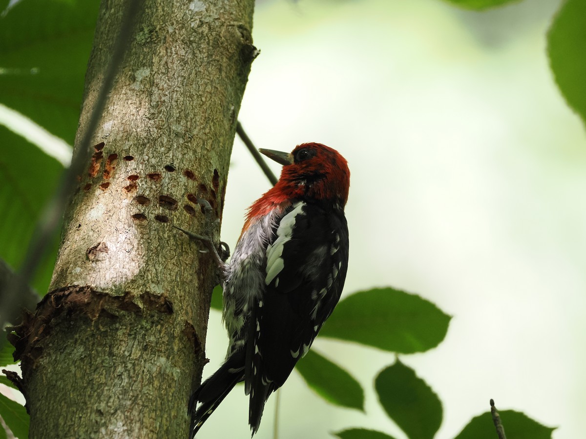 Red-breasted Sapsucker - Veronica Goidanich