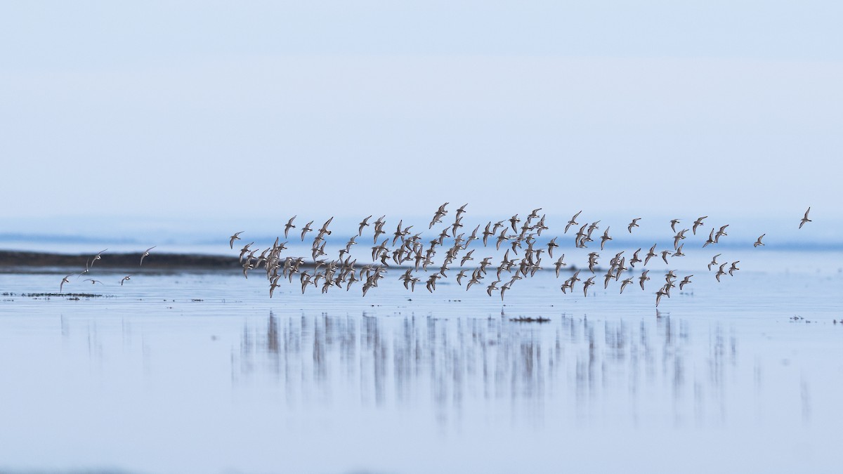 Semipalmated Sandpiper - Karim Bouzidi