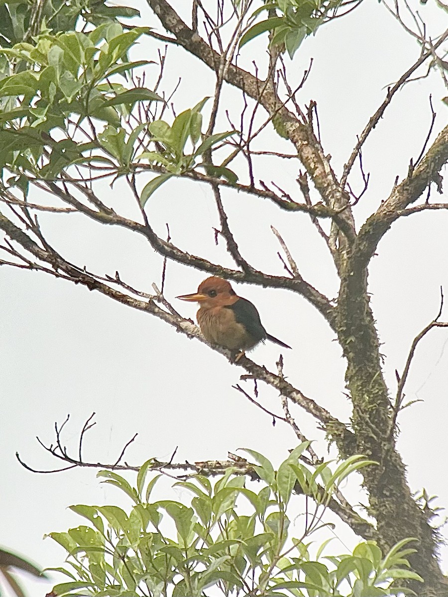 Mountain Kingfisher - ML622051972