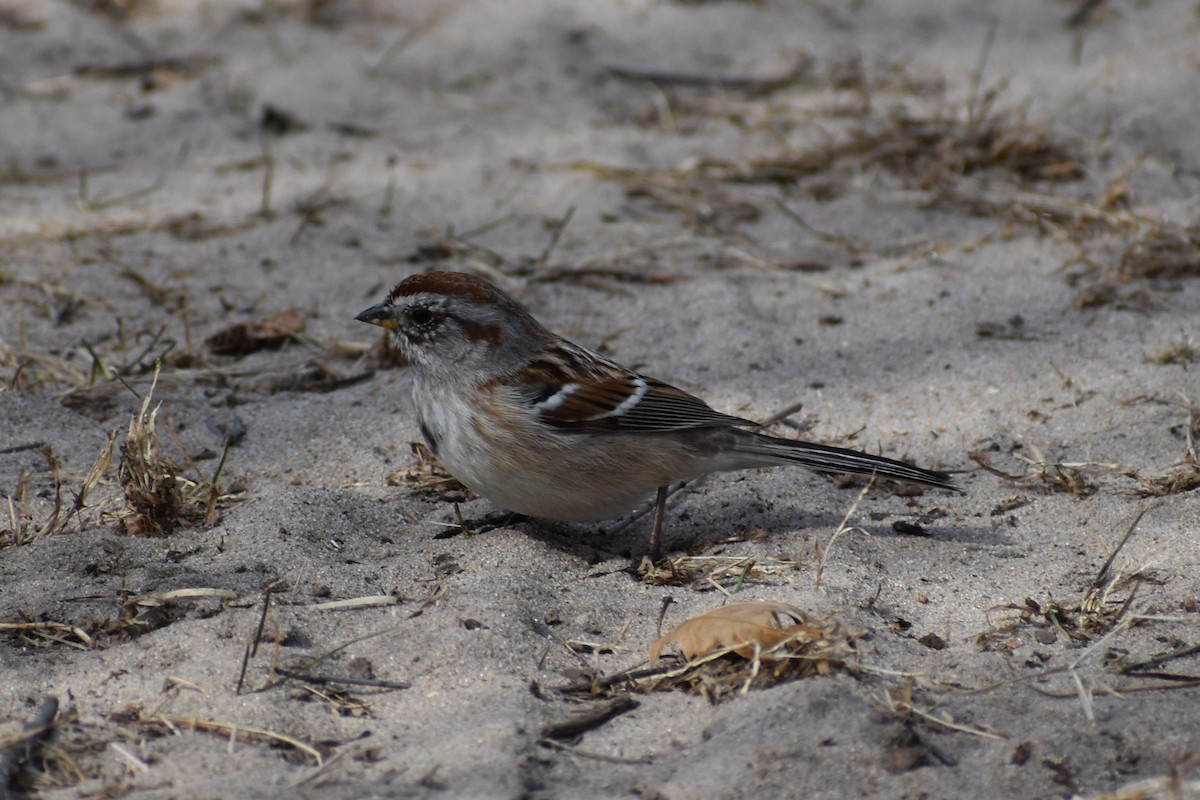 American Tree Sparrow - ML622051975