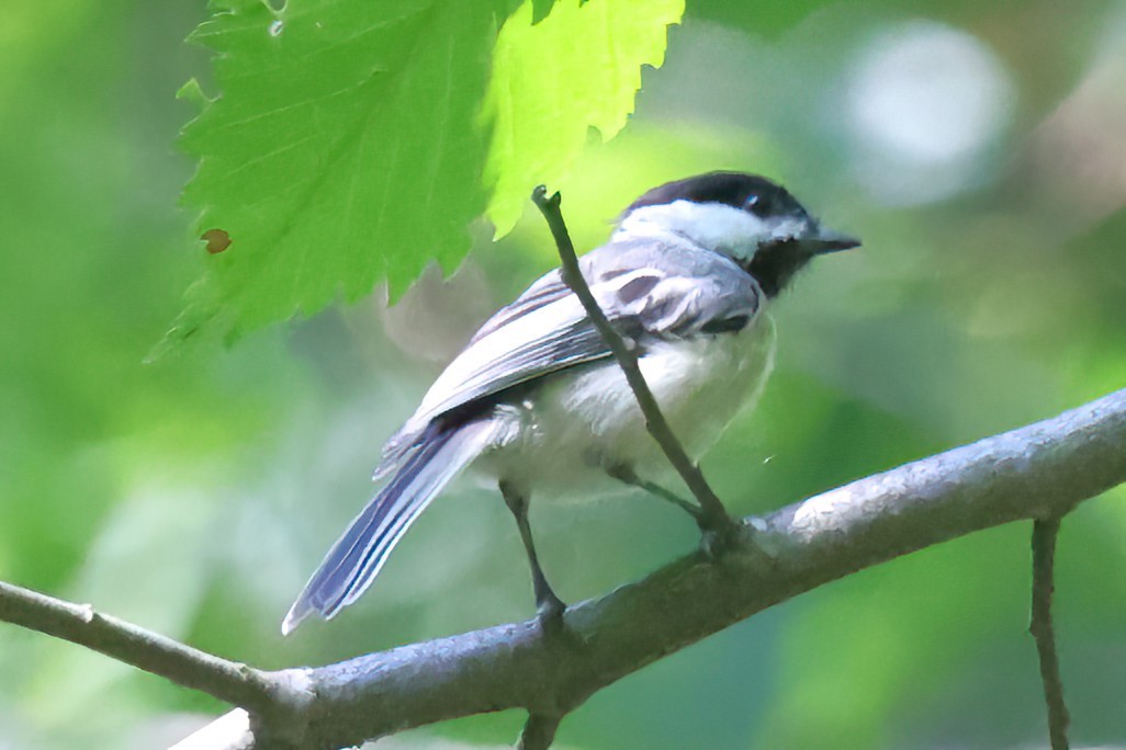 Black-capped Chickadee - ML622051976