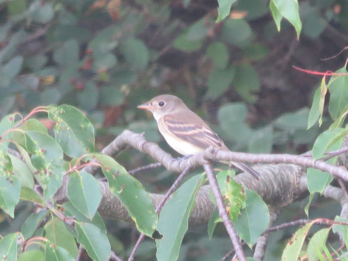 Willow Flycatcher - ML622051977