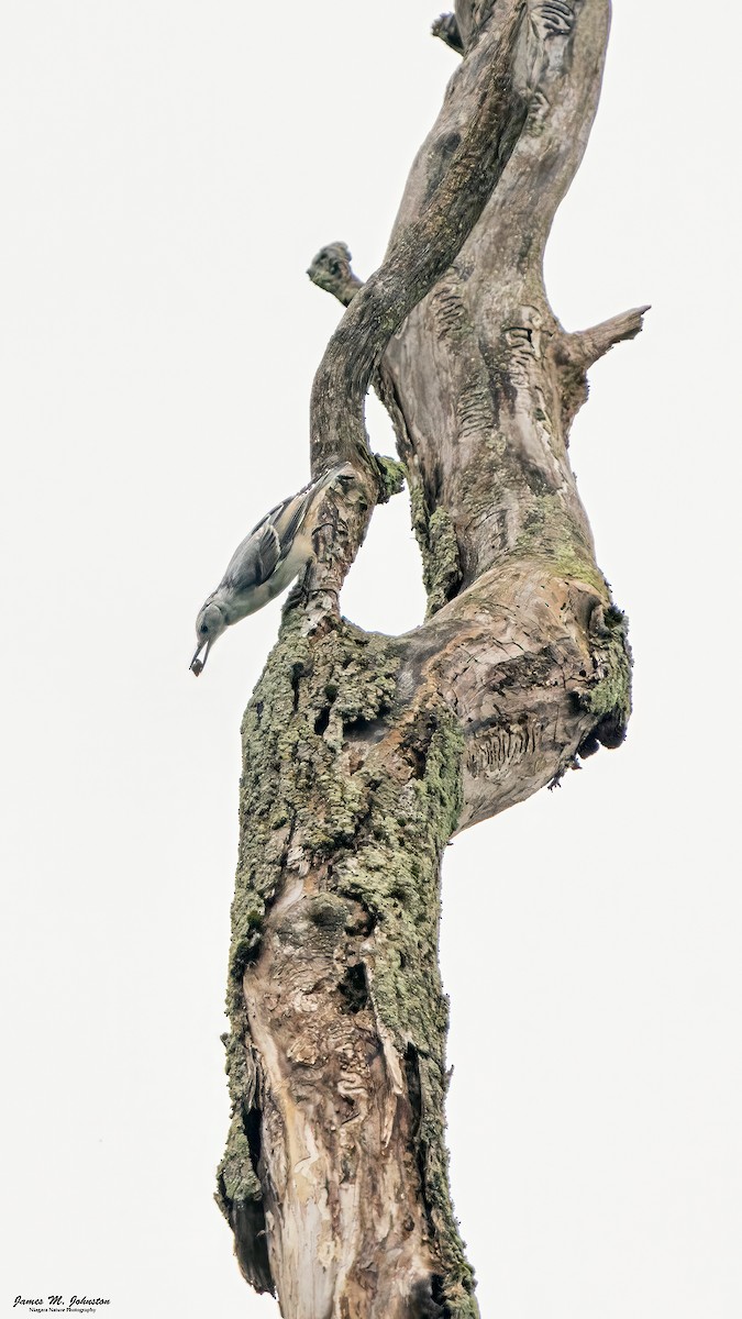 White-breasted Nuthatch - ML622051978