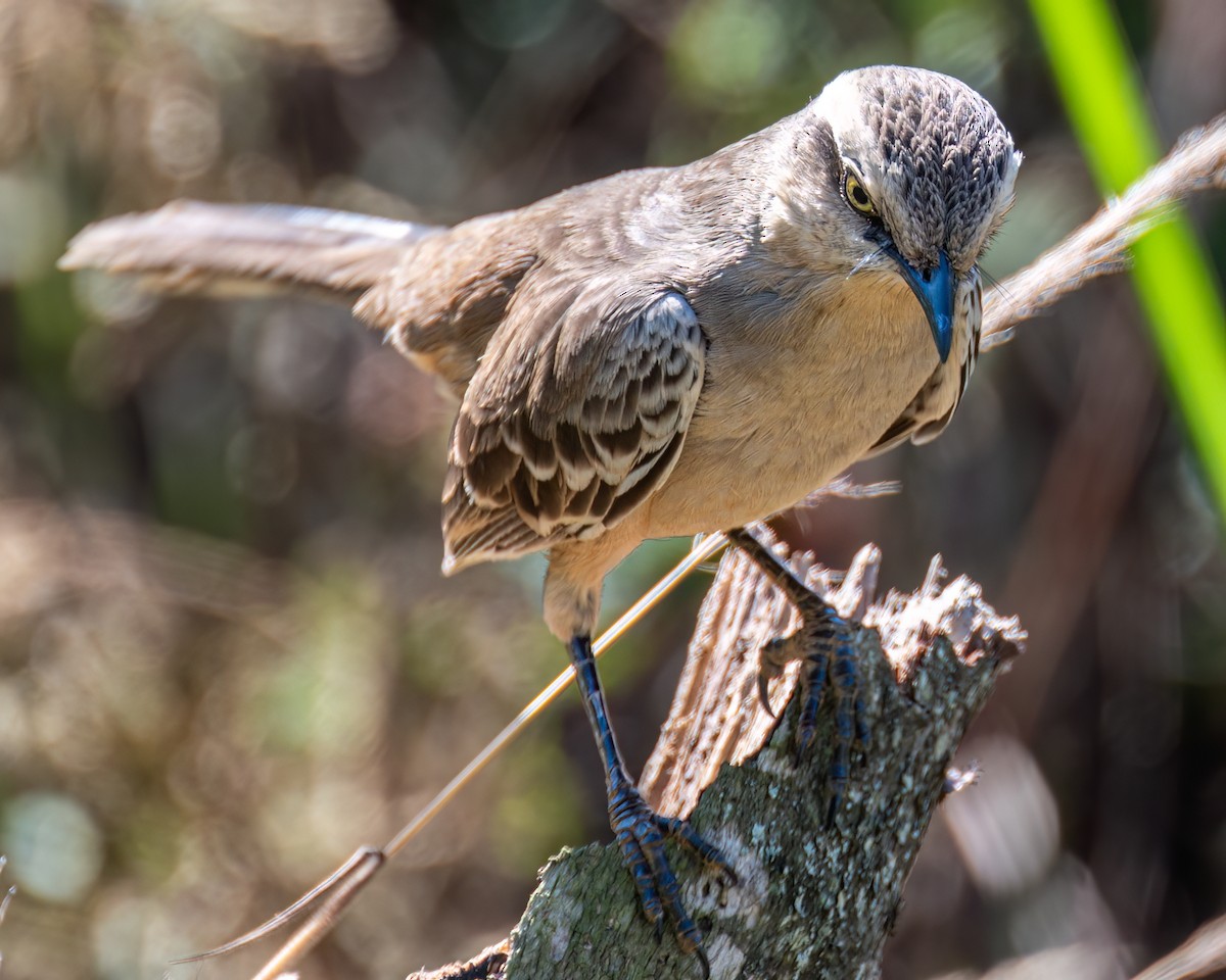 Chalk-browed Mockingbird - ML622051979