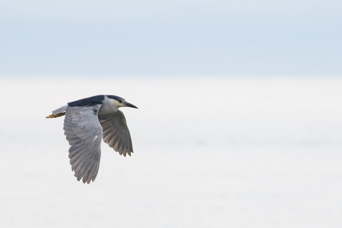 Black-crowned Night Heron - ML622051980