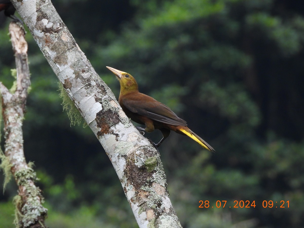 Russet-backed Oropendola - ML622051982