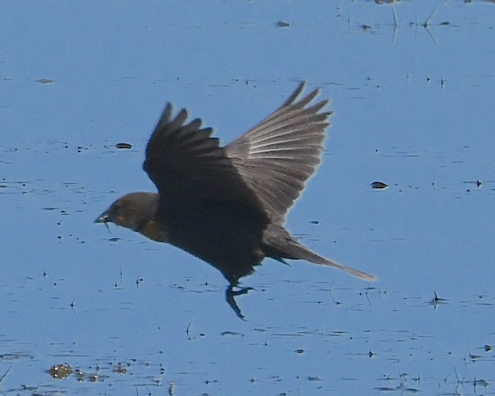 Yellow-headed Blackbird - ML622051984