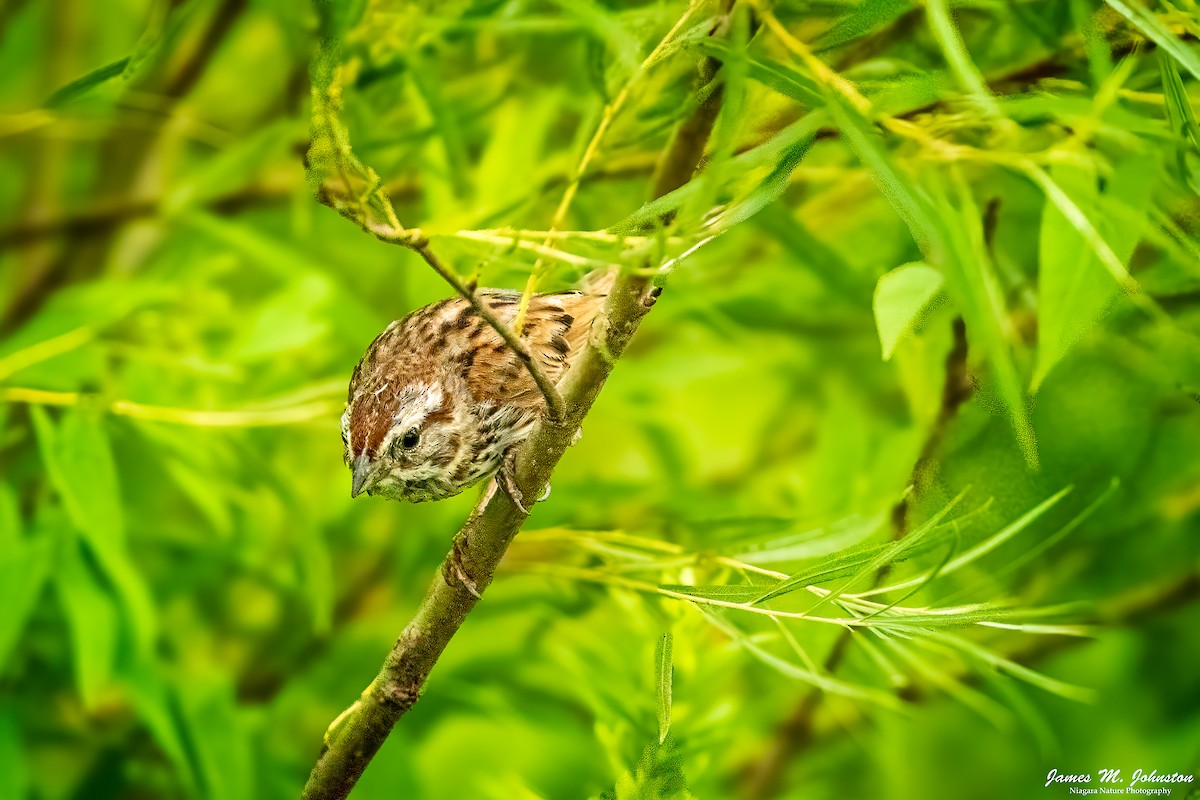 Song Sparrow - ML622051985