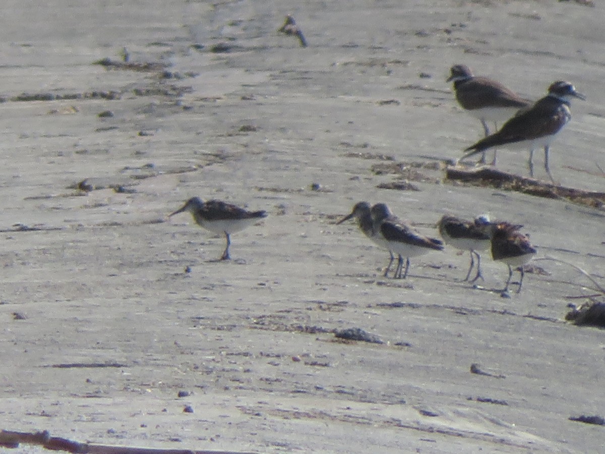 Western Sandpiper - ML622051986