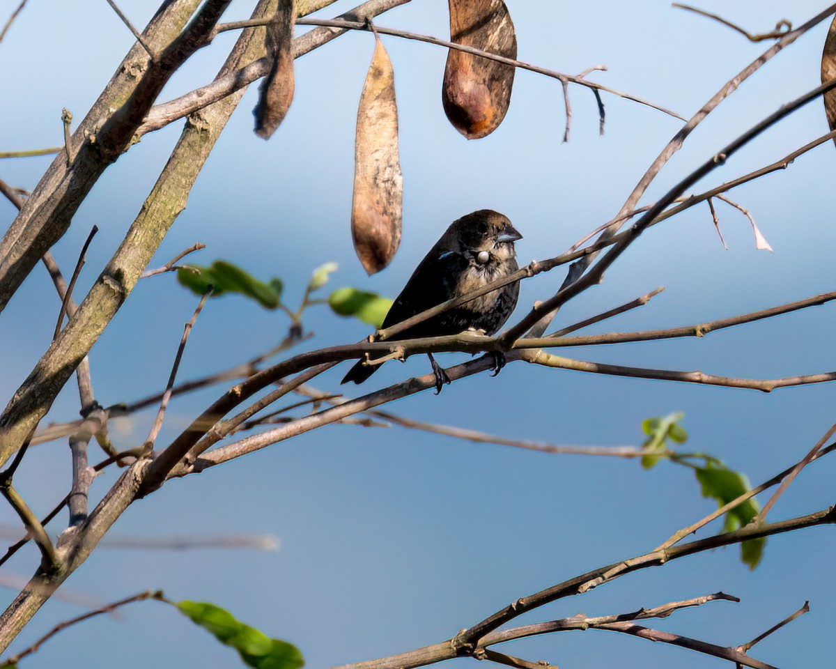 Blue-black Grassquit - ML622051988