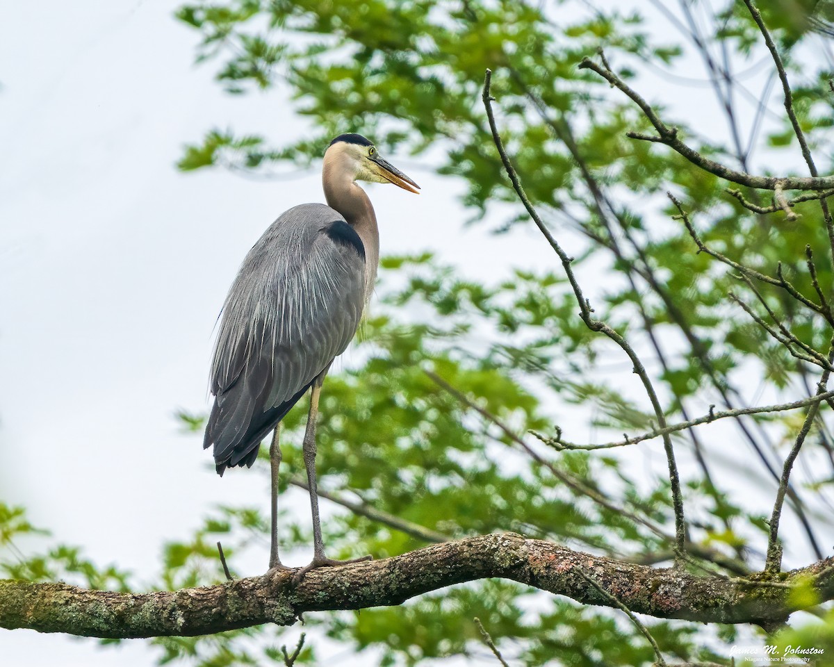 Great Blue Heron (Great Blue) - ML622051990