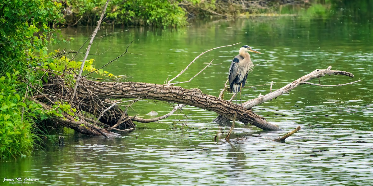 Great Blue Heron (Great Blue) - ML622051991