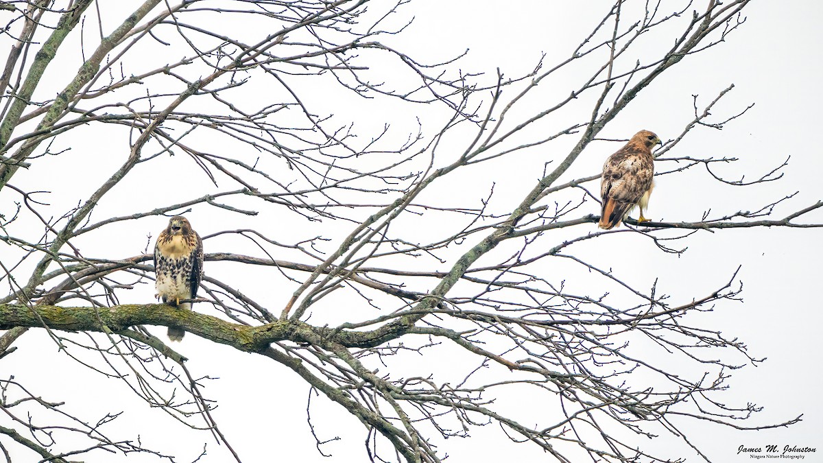 Red-tailed Hawk - ML622051993