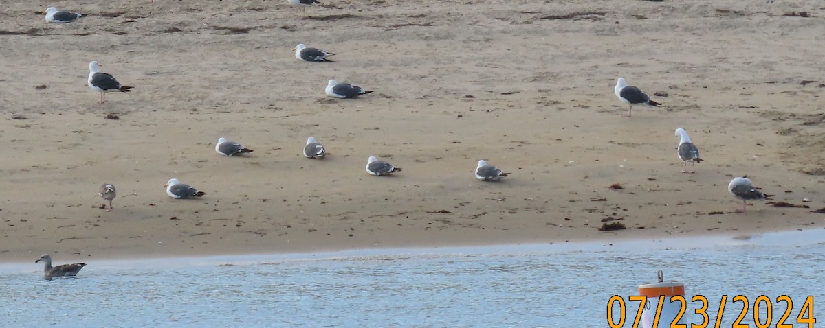 California Gull - ML622051995