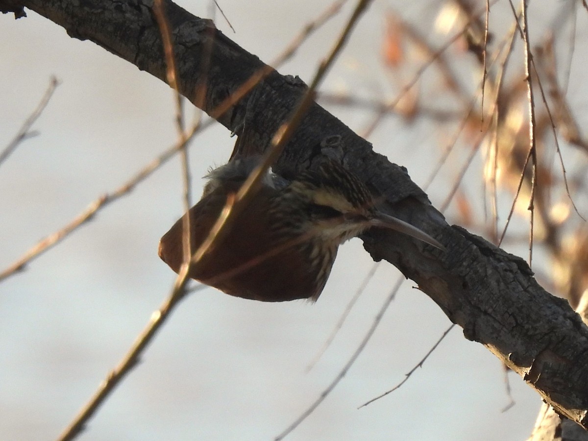 Narrow-billed Woodcreeper - ML622051996