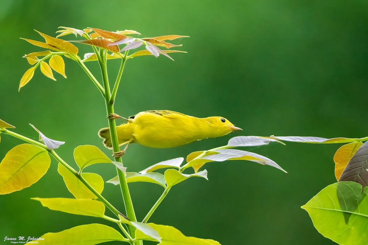 Yellow Warbler - ML622051997