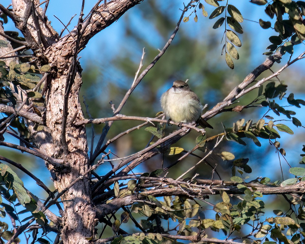 White-crested Tyrannulet - ML622051998