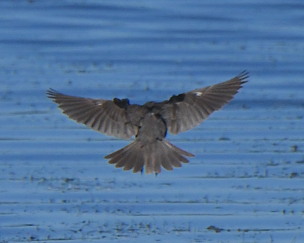 Yellow-headed Blackbird - ML622051999