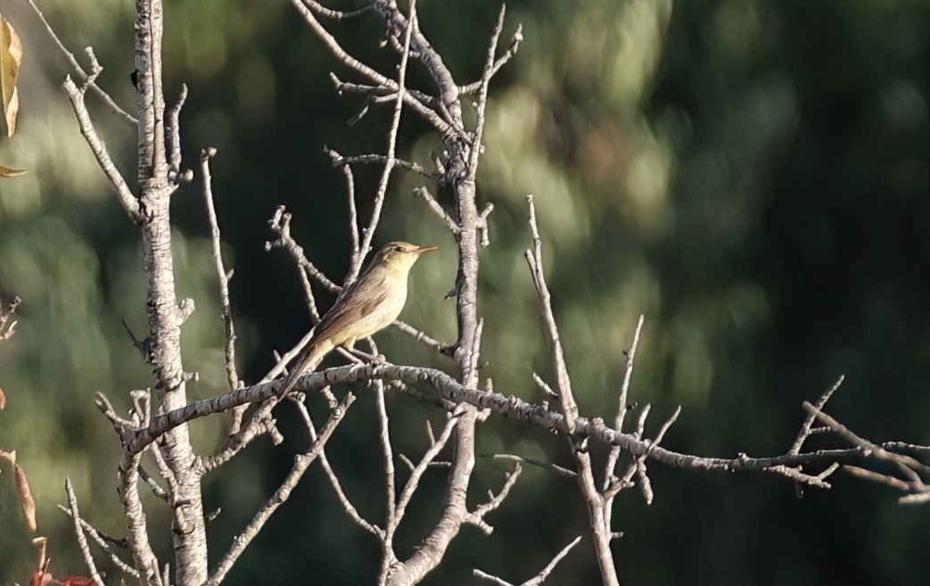 Melodious Warbler - ML622052000