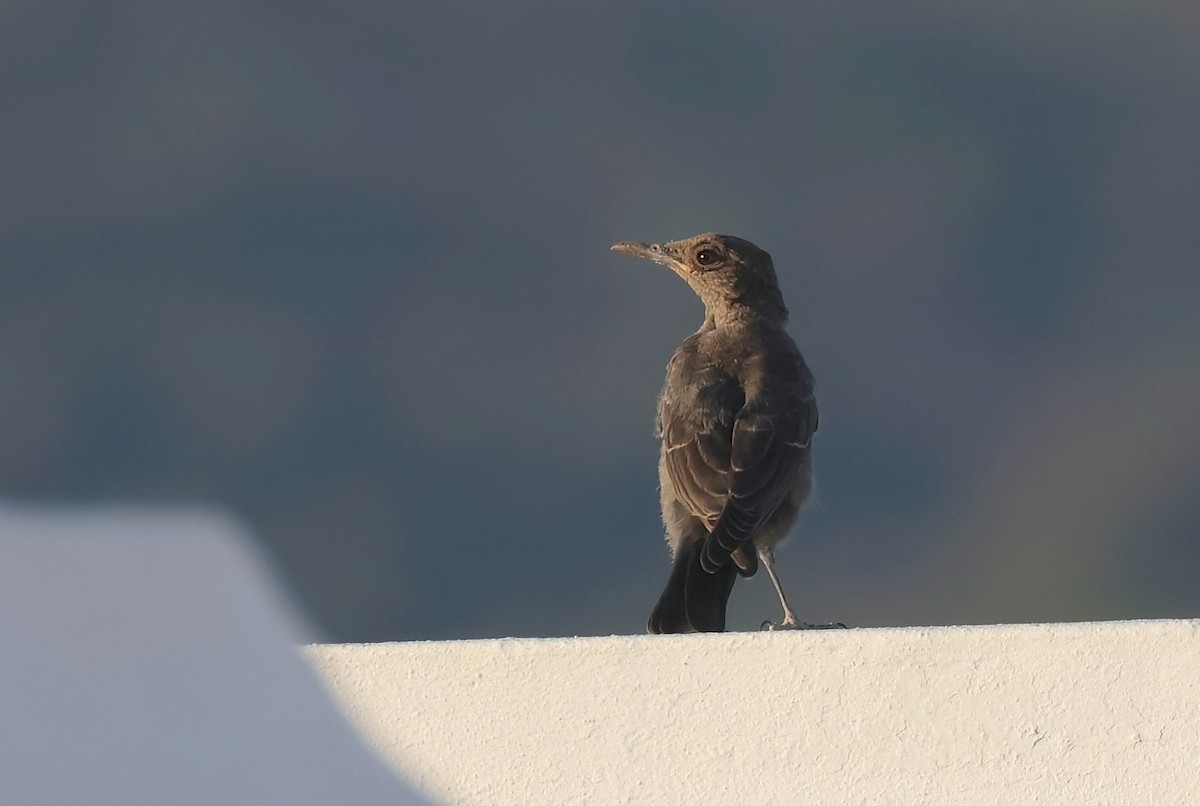 Blue Rock-Thrush - ML622052007