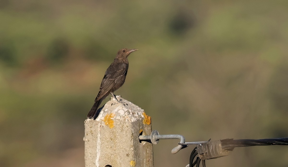 Blue Rock-Thrush - Matthew Grube