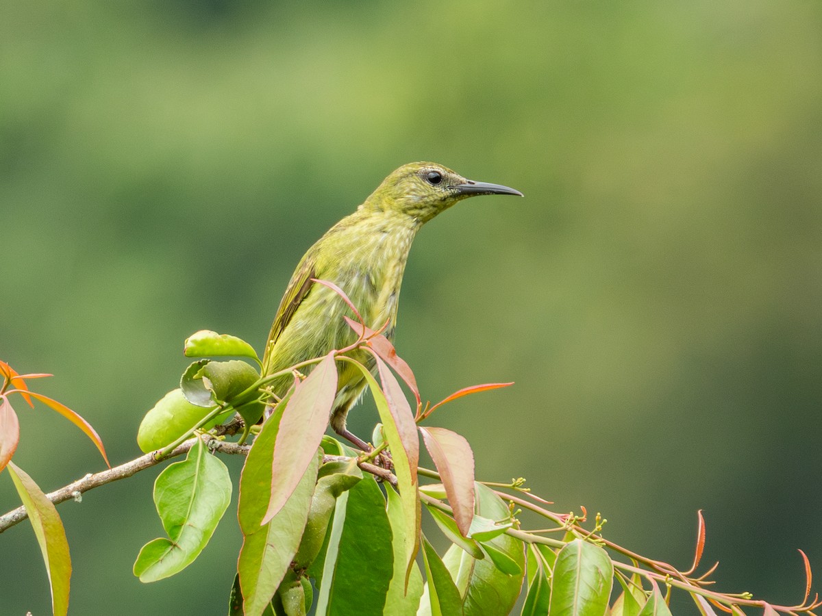 Red-legged Honeycreeper - Alvaro Rojas 𝙌𝙧𝙤. 𝘽𝙞𝙧𝙙𝙞𝙣𝙜 𝙏𝙤𝙪𝙧𝙨