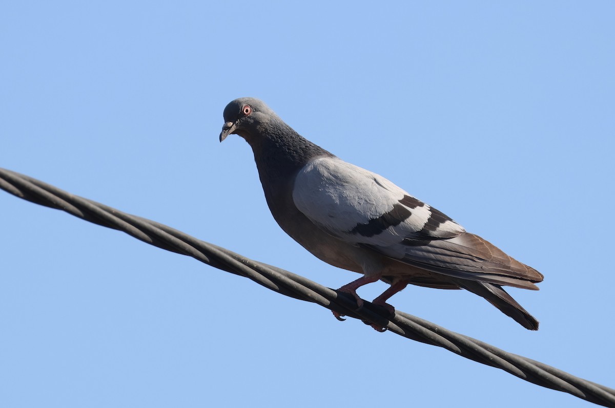 Rock Pigeon (Feral Pigeon) - ML622052037