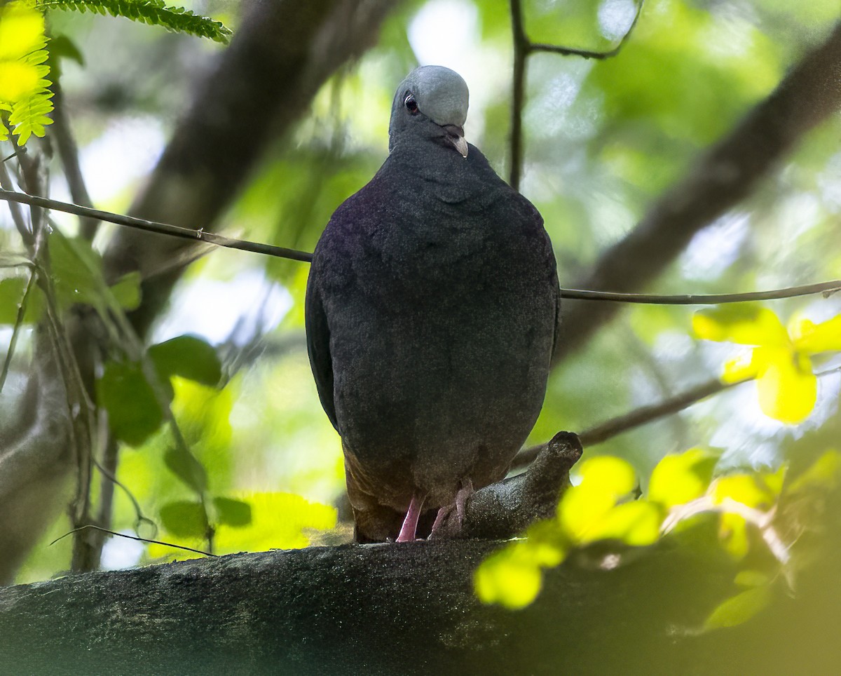 Gray-fronted Quail-Dove - Jo Hofmann