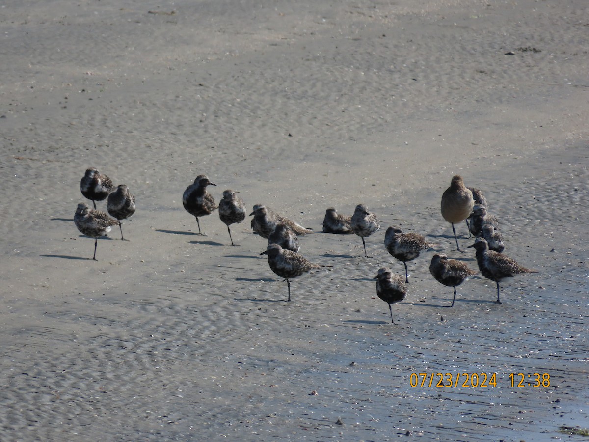 Black-bellied Plover - ML622052067