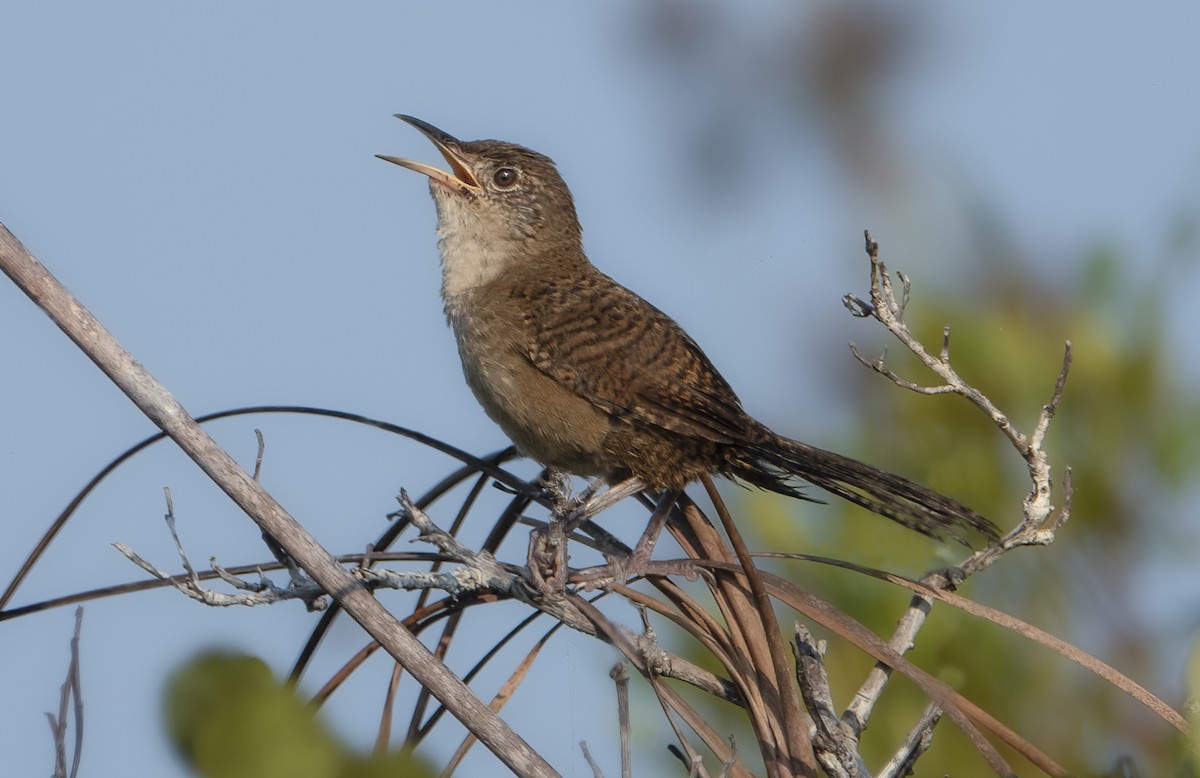 Zapata Wren - ML622052076