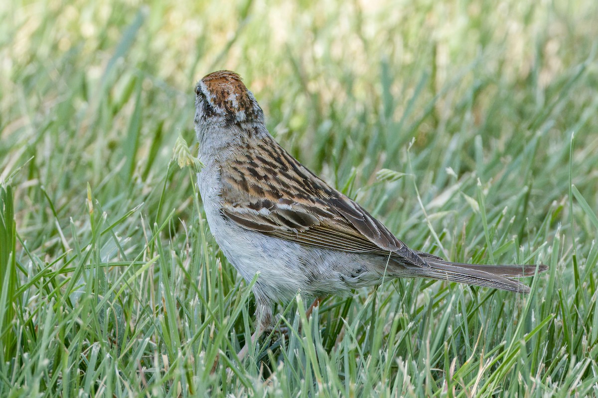 Chipping Sparrow - ML622052083